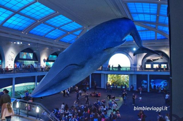 blue whale American Museum of Natural History