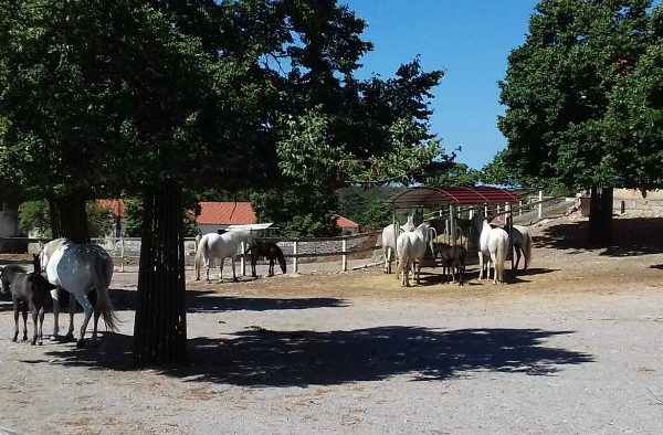 Lipica con bambini - Vacanza in Slovenia con bimbi