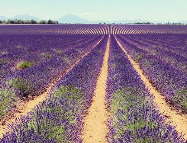 Plateau de Valensole lavanda in provenza con bambini