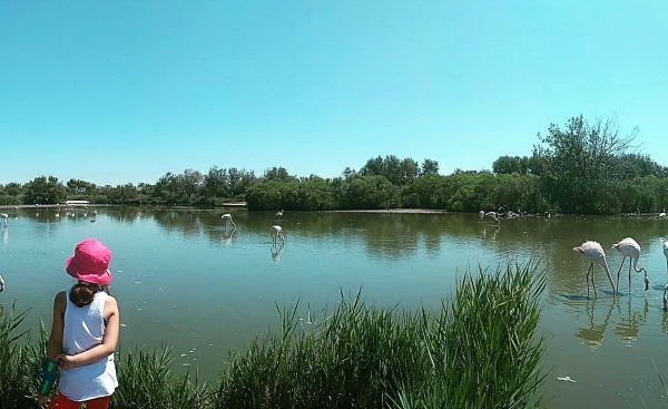 Pont de Gau, Camargue con bambini