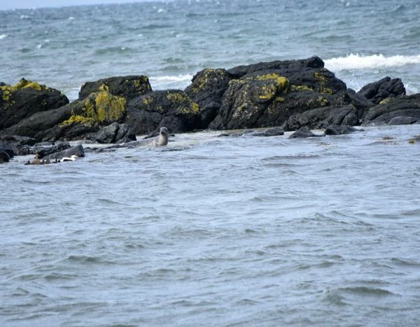 Hvmmastangi Foche fiordi occidentali islanda