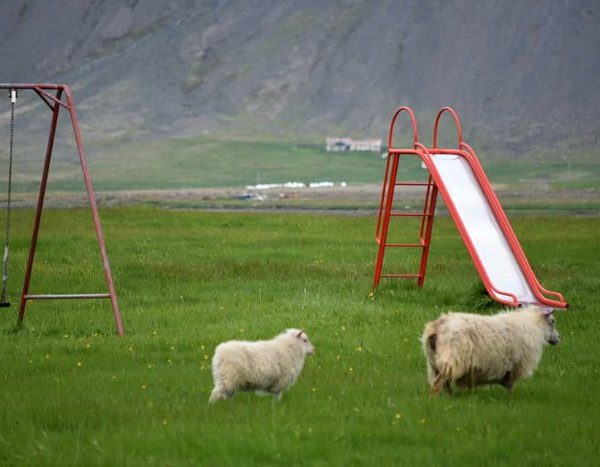 Islanda con bambini in tenda
