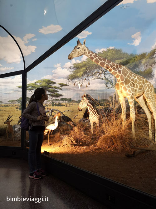 musei di Genova con bambini - museo storia naturale genova