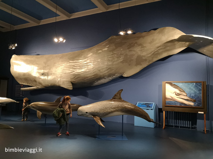 Museo di storia naturale genova - musei di Genova con bambini