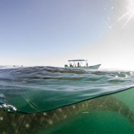 Balene in Baja California: gli incontri a Laguna San Ignacio e Ojo de Liebre