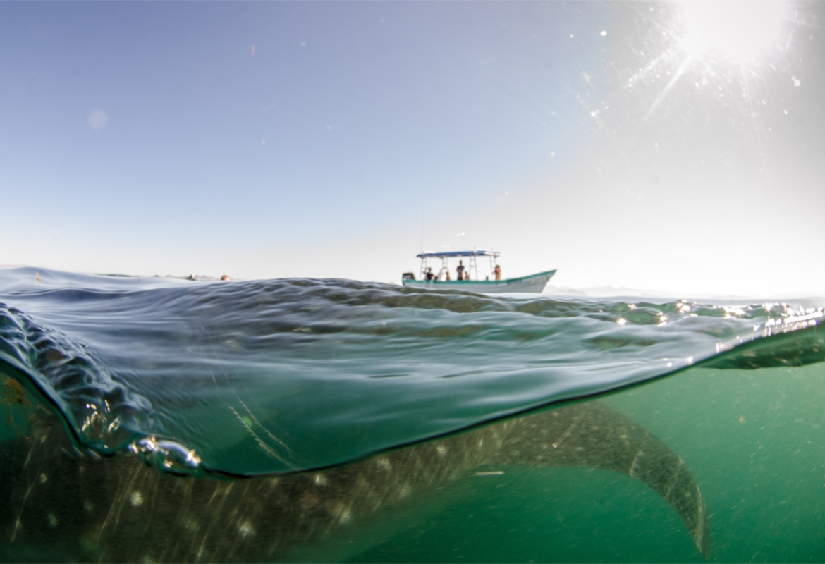 Balene in Baja California: gli incontri a Laguna San Ignacio e Ojo de Liebre