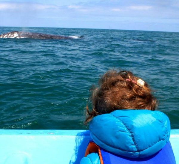 Balene in Baja California
