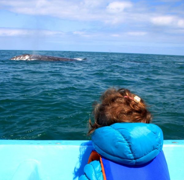 balene in Baja California con bambini - viaggio in messico con bimbi