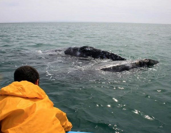 Balene in Baja California - balene a San Ignacio