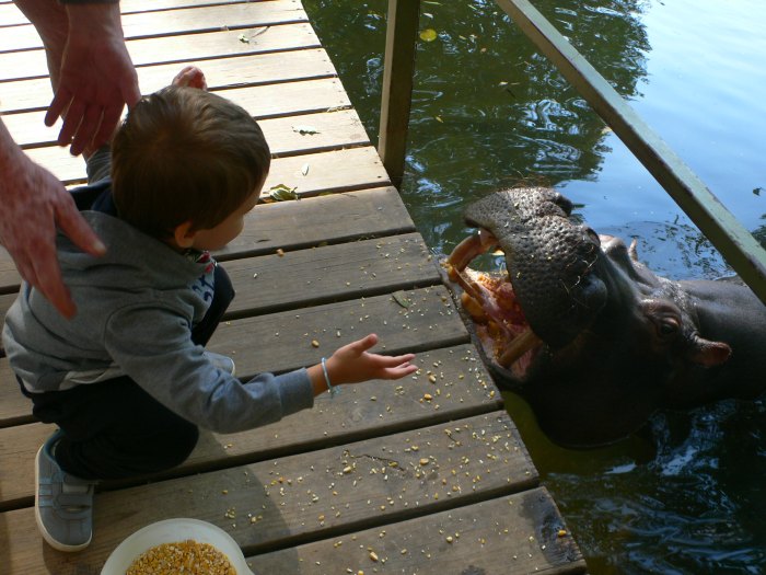Jessica the Hippo Sudafrica con bambini