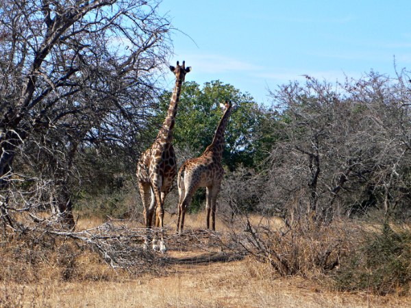 Kruger con bambini Safari in Sudafrica