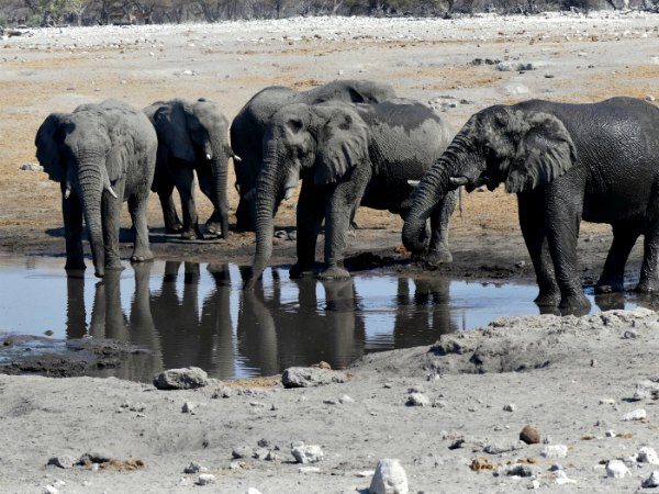 elefanti namibia
