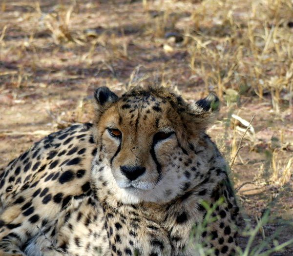 cheetah conservation found - namibia in famiglia
