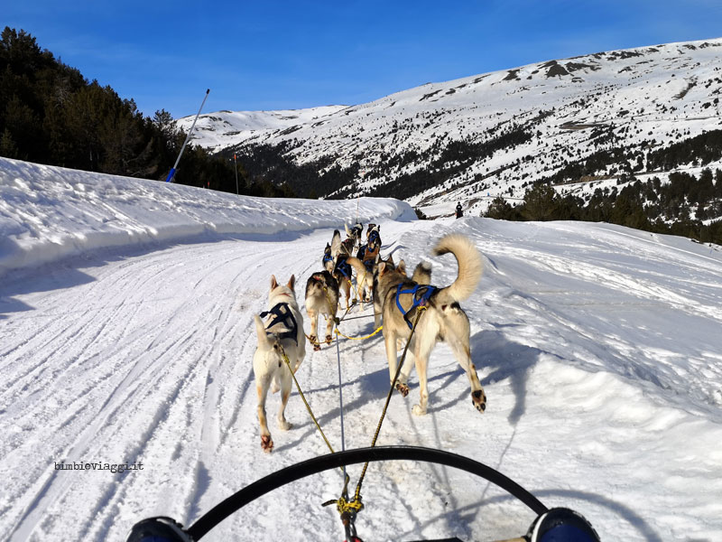 cane da slitta andorra con bambini