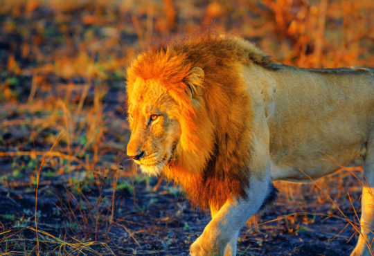 Il Kruger con bambini: come organizzare un safari in autonomia