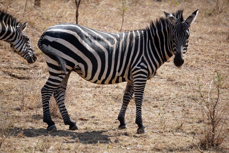 ruanda akagera national park zebra