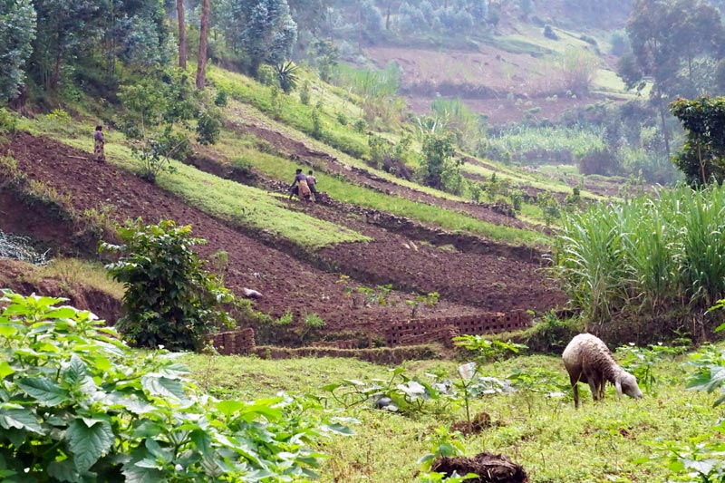 viaggio in ruanda campi coltivati