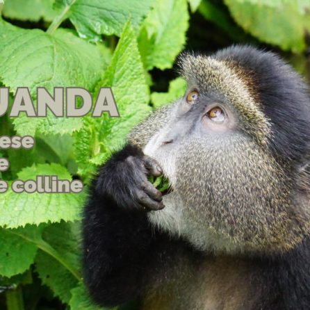 viaggio in ruanda come organizzare