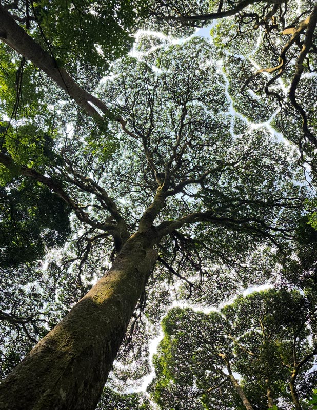 viaggio in ruanda foresta di nyungwe
