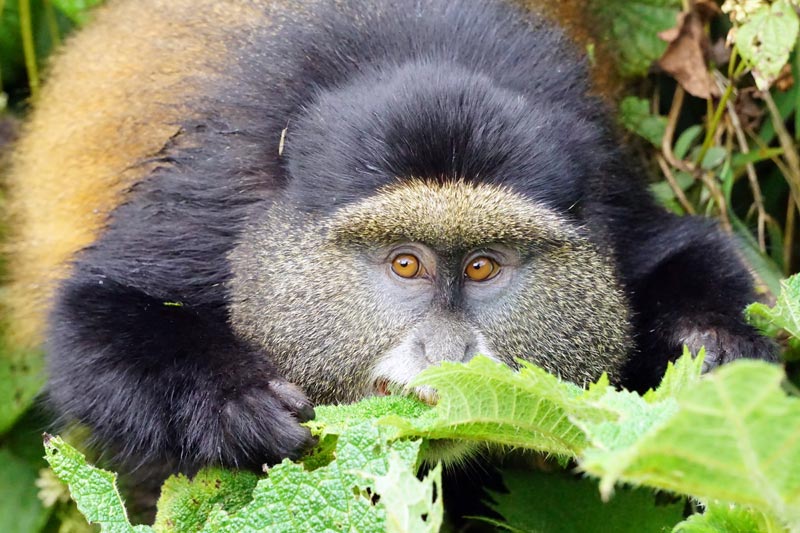 volcanoes national park golden monkey